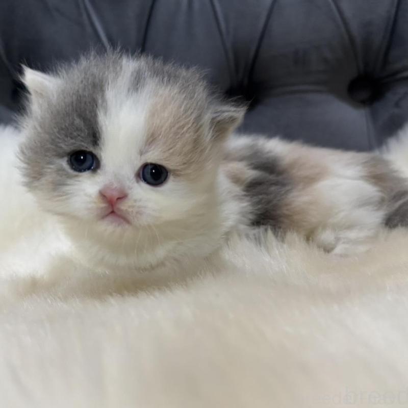 販売中の鹿児島県のマンチカン(短足)-133079の2枚目