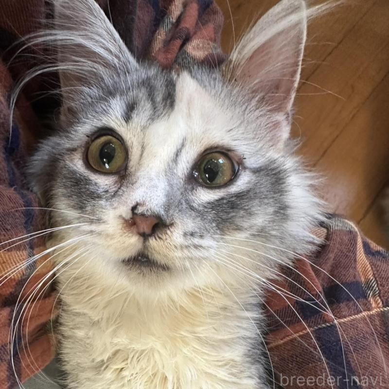 販売中の東京都のノルウェージャンフォレストキャット-133080の6枚目