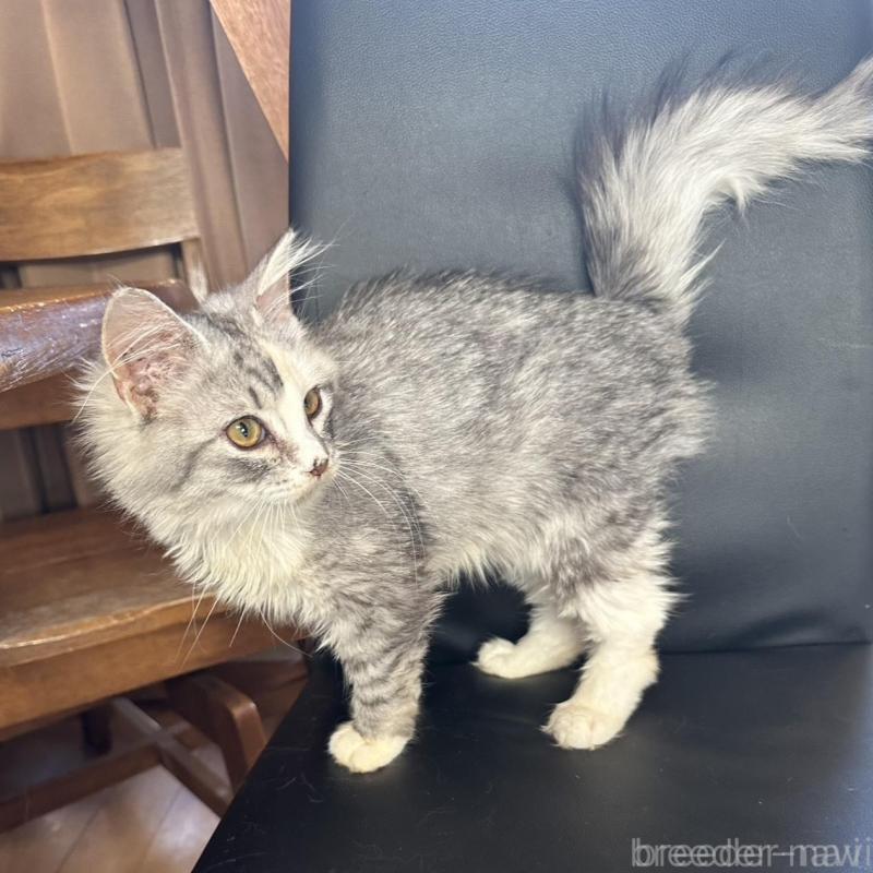 販売中の東京都のノルウェージャンフォレストキャット-133080の5枚目