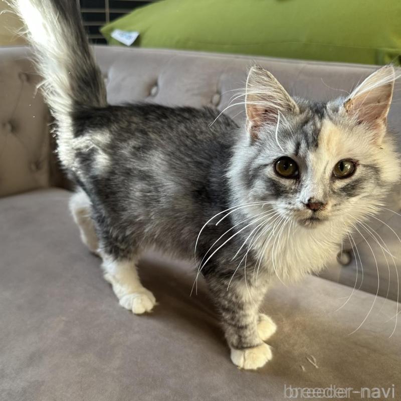 販売中の東京都のノルウェージャンフォレストキャット-133080の4枚目
