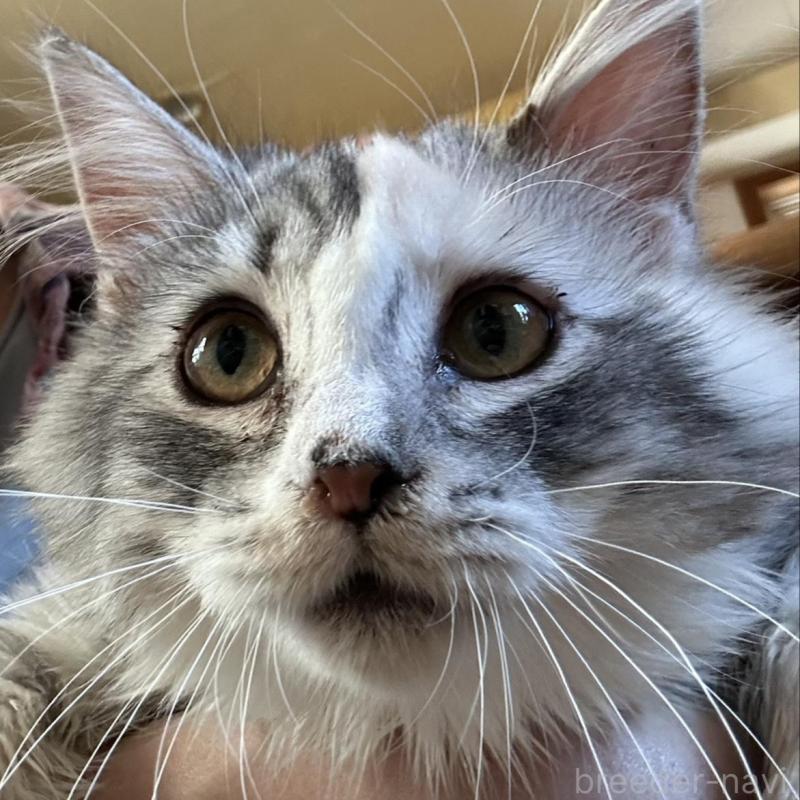 販売中の東京都のノルウェージャンフォレストキャット-133080の3枚目