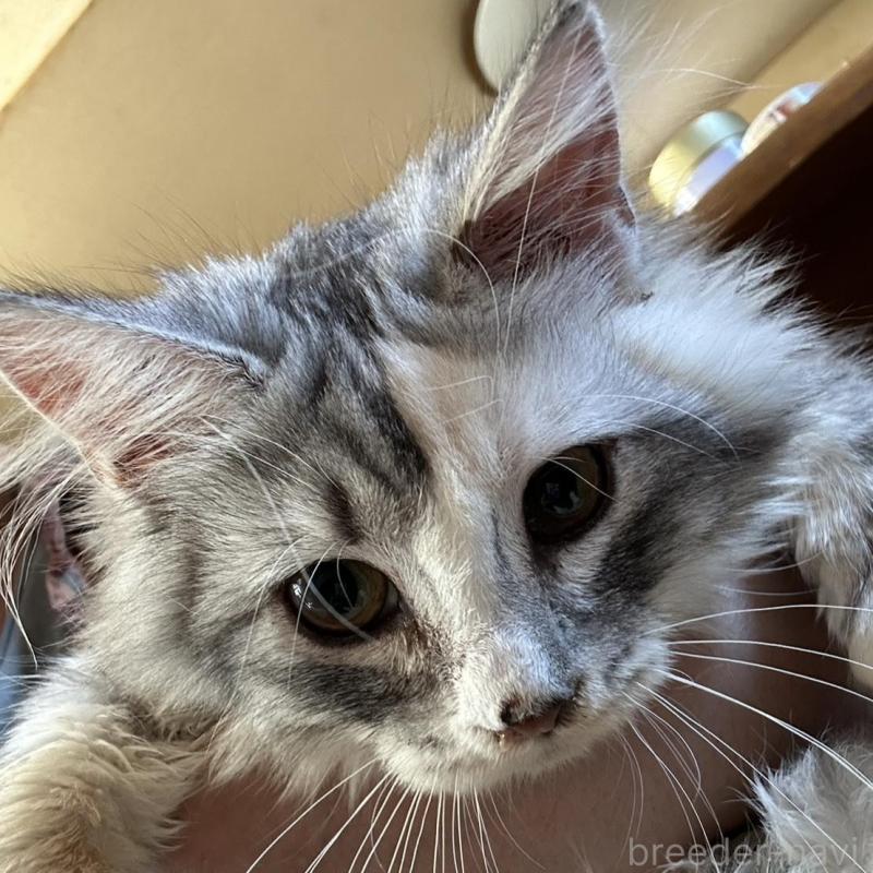 販売中の東京都のノルウェージャンフォレストキャット-133080の1枚目