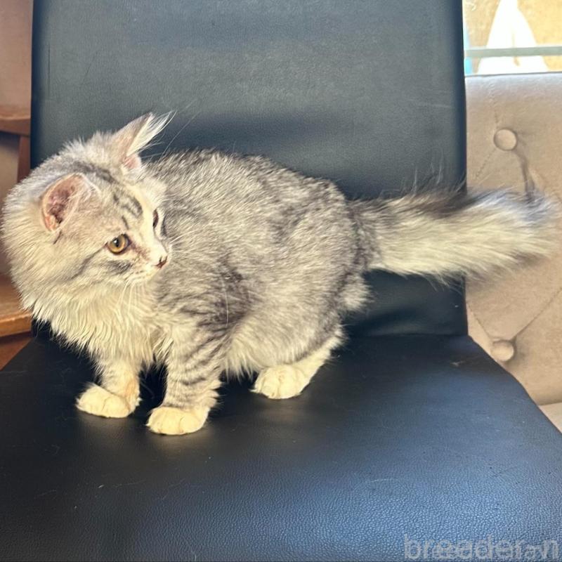 販売中の東京都のノルウェージャンフォレストキャット-133080の2枚目