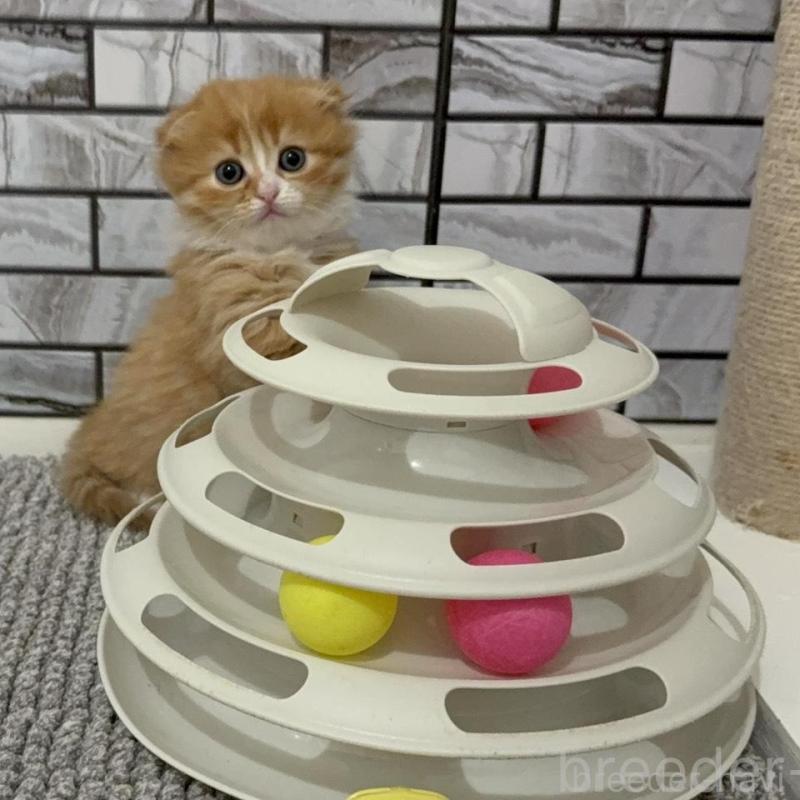 販売中の福岡県のマンチカン(短足)-133081の5枚目