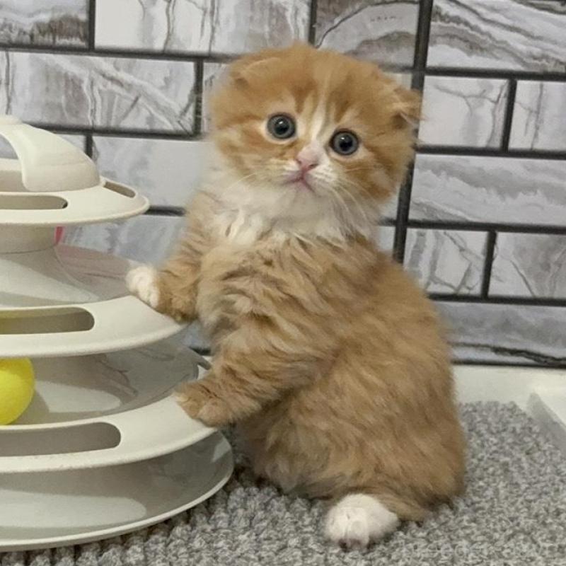 販売中の福岡県のマンチカン(短足)-133081