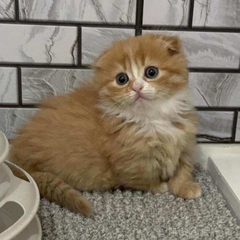 販売中の福岡県のマンチカン(短足)-133081の4枚目