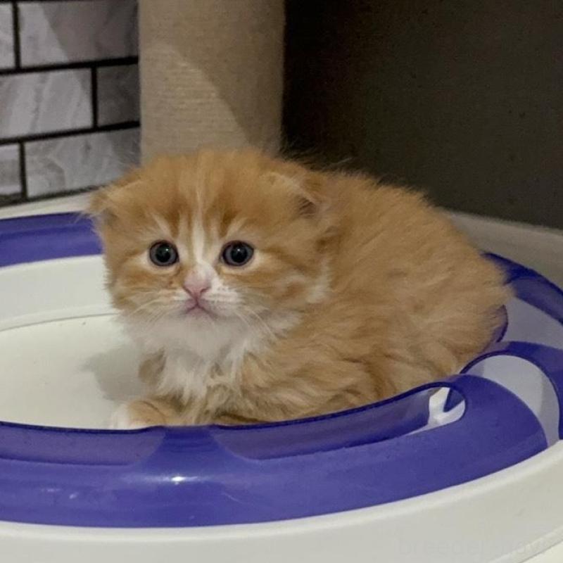 販売中の福岡県のマンチカン(短足)-133081の3枚目