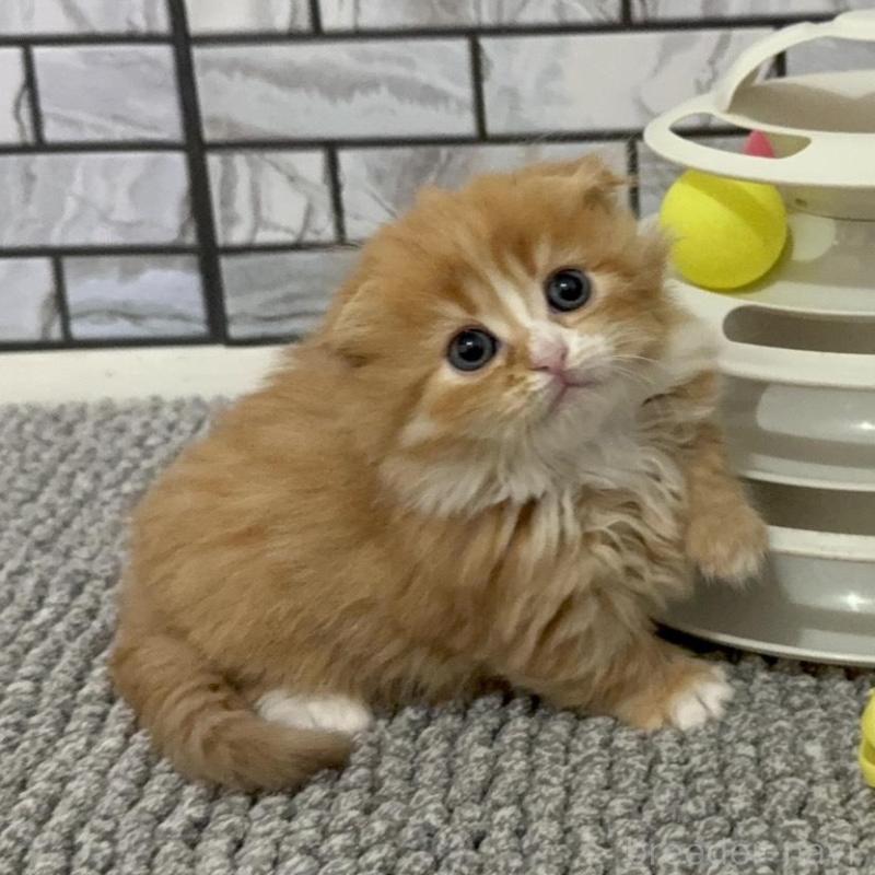 販売中の福岡県のマンチカン(短足)-133081の2枚目