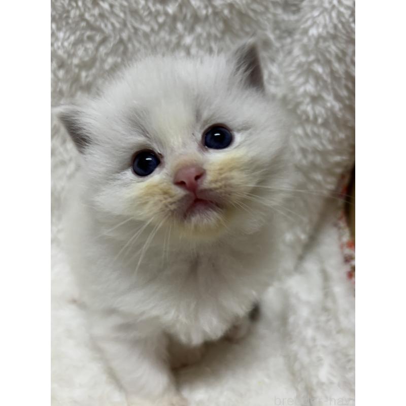 販売中の兵庫県のラグドール-133082の3枚目