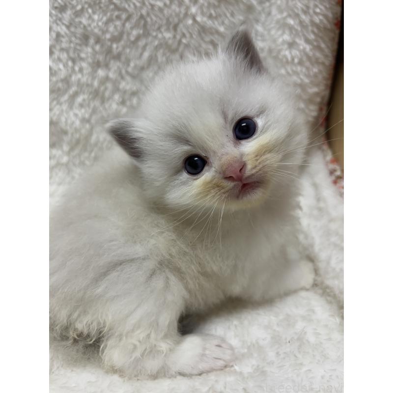 販売中の兵庫県のラグドール-133082の2枚目