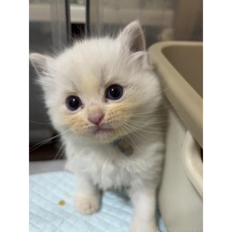 販売中の兵庫県のラグドール-133083の3枚目