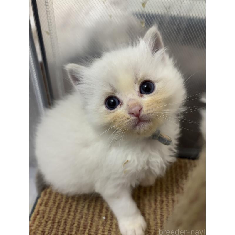 販売中の兵庫県のラグドール-133083の2枚目