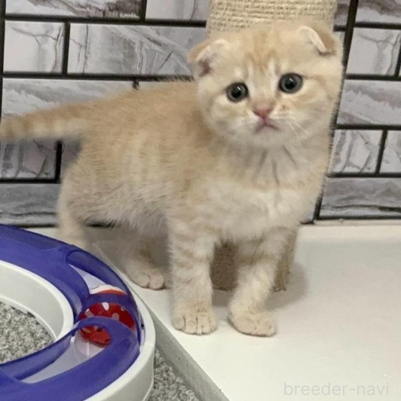 販売中の福岡県のマンチカン-133084の5枚目