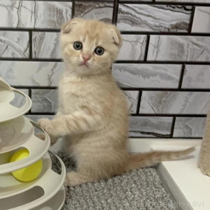 販売中の福岡県のマンチカン-133084の1枚目