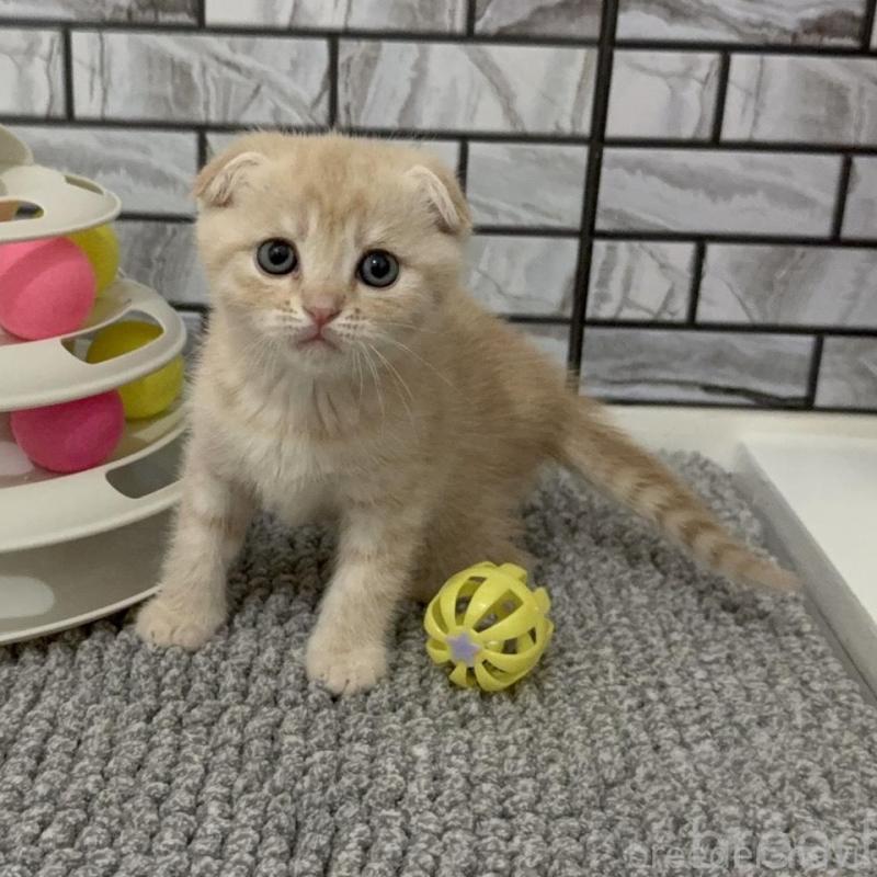 販売中の福岡県のマンチカン-133084の4枚目