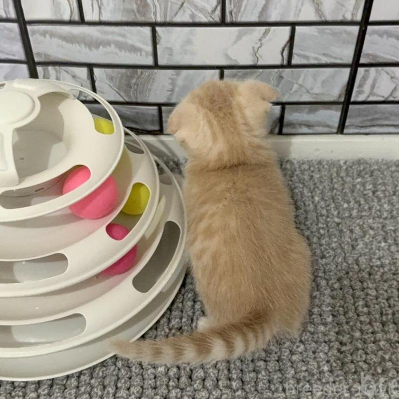 販売中の福岡県のマンチカン-133084の3枚目