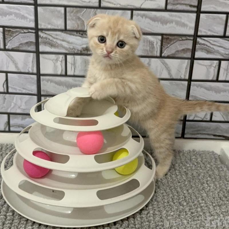 販売中の福岡県のマンチカン-133084の2枚目