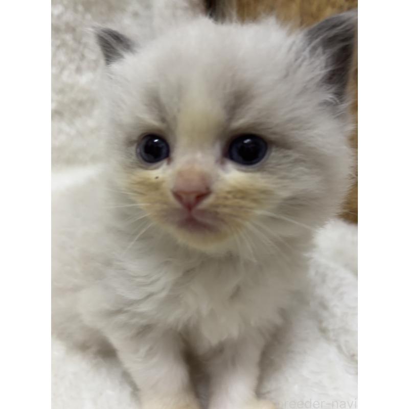 販売中の兵庫県のラグドール-133085の3枚目