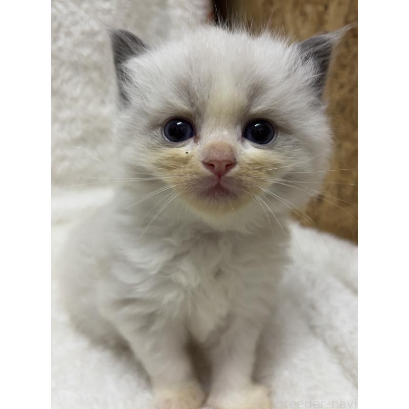 販売中の兵庫県のラグドール-133085の2枚目