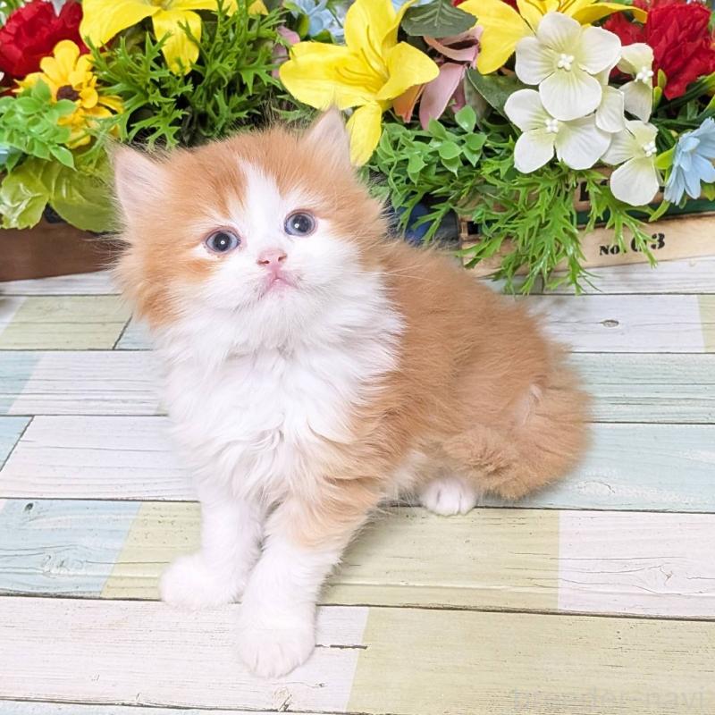 販売中の大阪府のスコティッシュフォールド-133086の5枚目