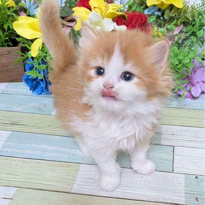 販売中の大阪府のスコティッシュフォールド-133086の4枚目