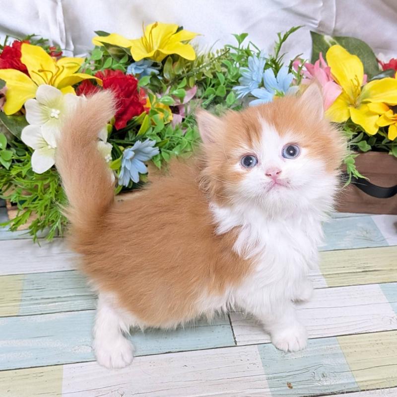 販売中の大阪府のスコティッシュフォールド-133086の1枚目