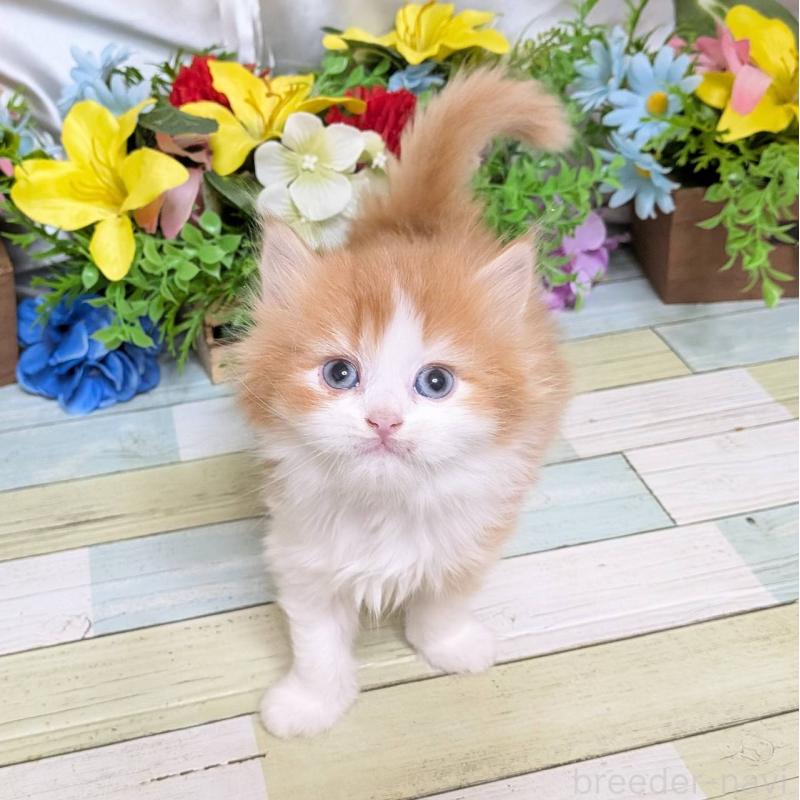 販売中の大阪府のスコティッシュフォールド-133086の3枚目