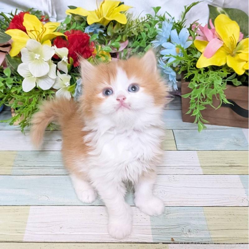 販売中の大阪府のスコティッシュフォールド-133086の2枚目