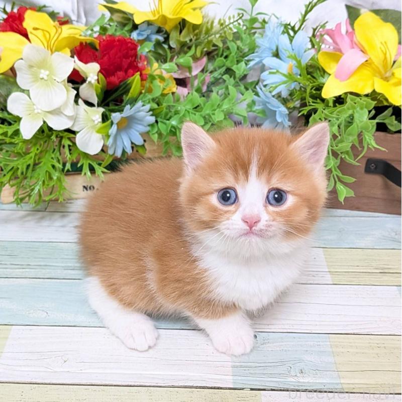 販売中の大阪府のスコティッシュフォールド-133087の4枚目