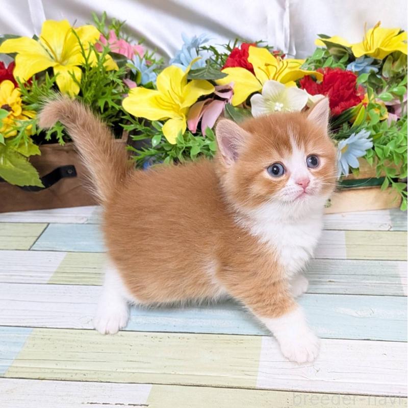 販売中の大阪府のスコティッシュフォールド-133087の5枚目