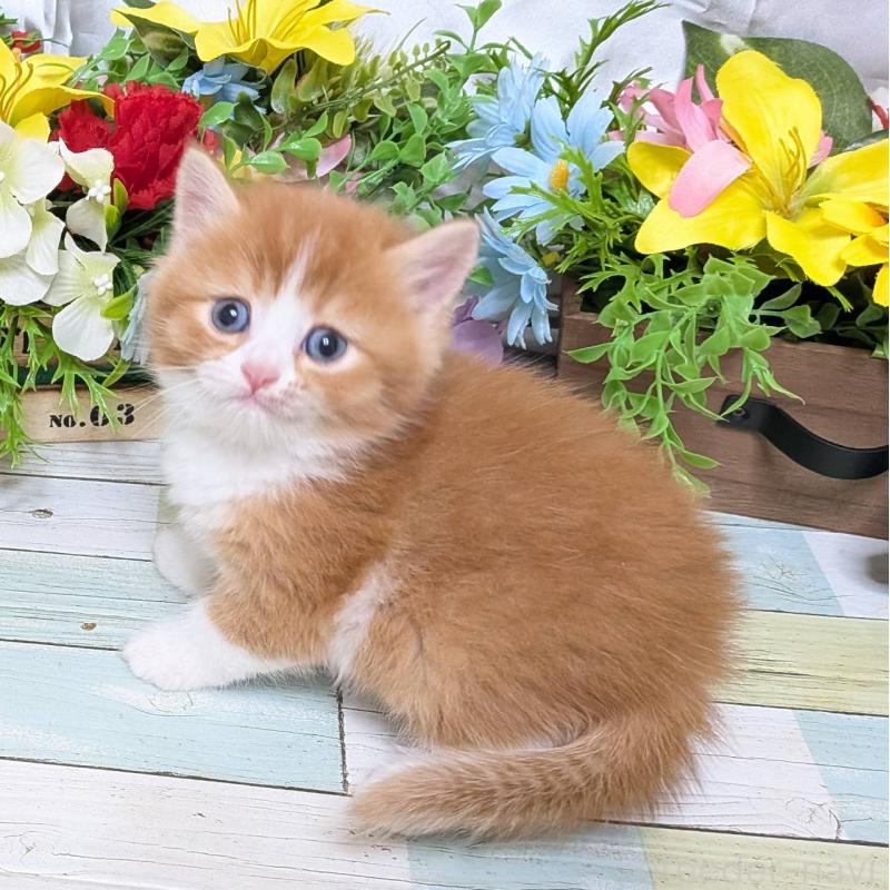 販売中の大阪府のスコティッシュフォールド-133087