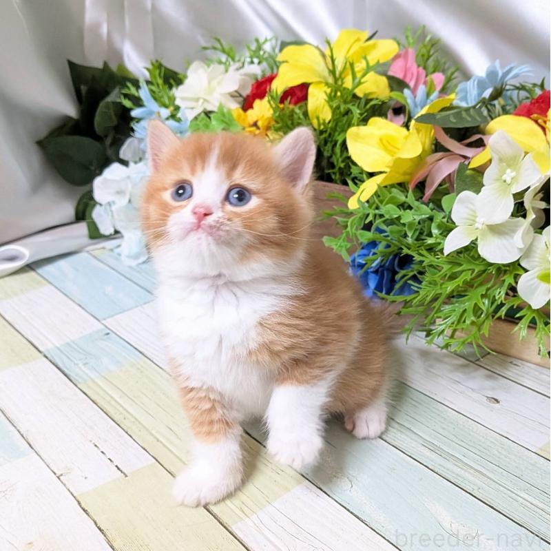 販売中の大阪府のスコティッシュフォールド-133087の3枚目