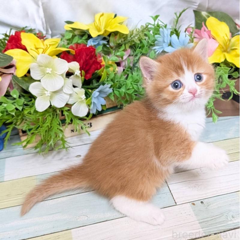 販売中の大阪府のスコティッシュフォールド-133087の2枚目