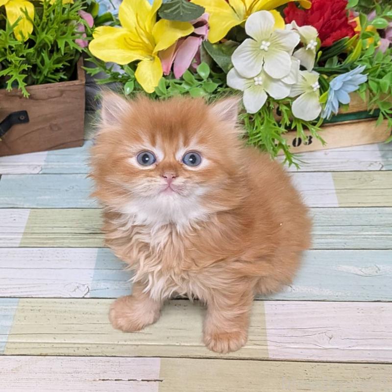 販売中の大阪府のスコティッシュフォールド-133088の5枚目