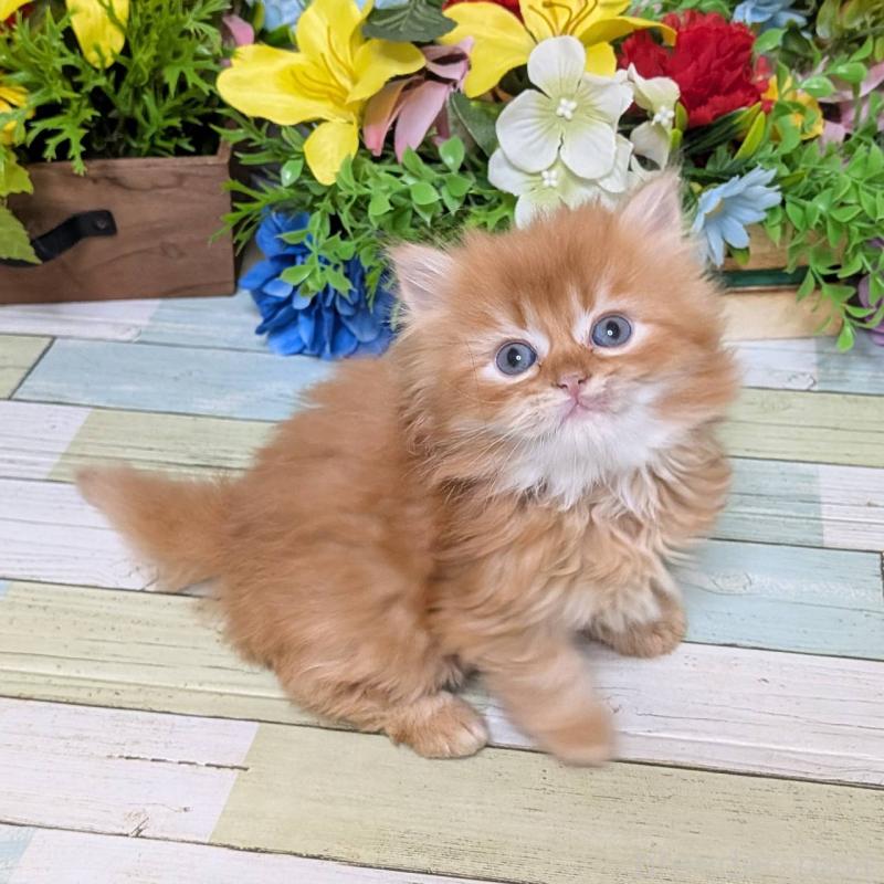 販売中の大阪府のスコティッシュフォールド-133088の4枚目