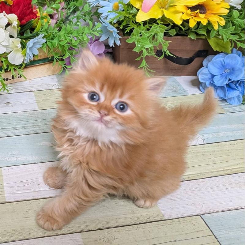 販売中の大阪府のスコティッシュフォールド-133088