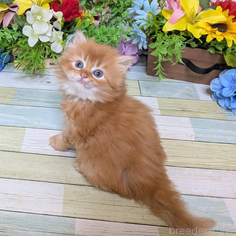 販売中の大阪府のスコティッシュフォールド-133088の3枚目