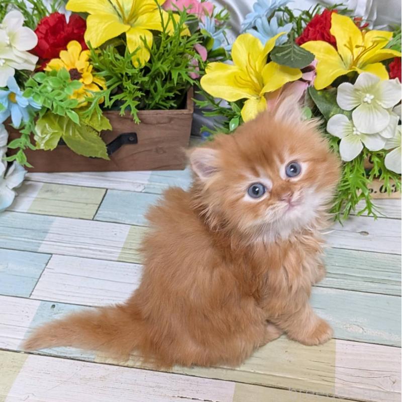 販売中の大阪府のスコティッシュフォールド-133088の2枚目