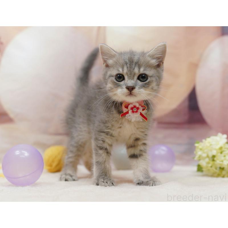 販売中の千葉県のマンチカン-133089の1枚目