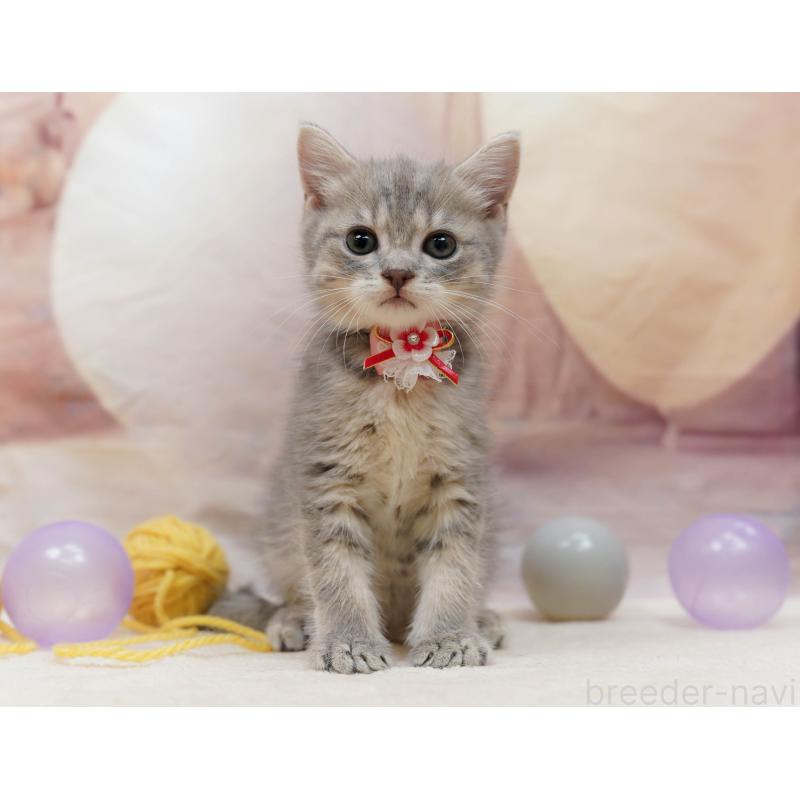 販売中の千葉県のマンチカン-133089の8枚目