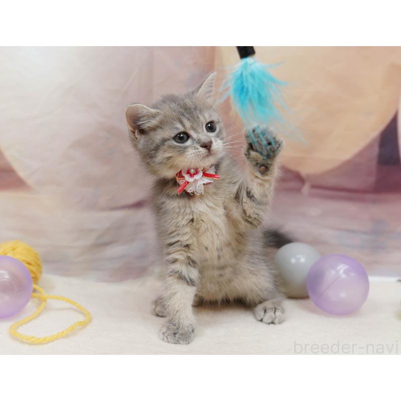 販売中の千葉県のマンチカン-133089の7枚目