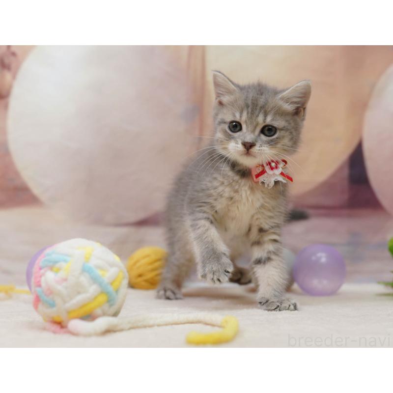 販売中の千葉県のマンチカン-133089の6枚目