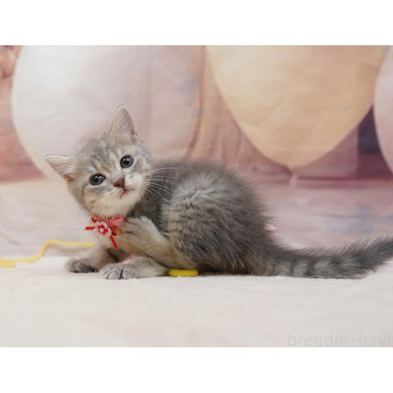 販売中の千葉県のマンチカン-133089の5枚目