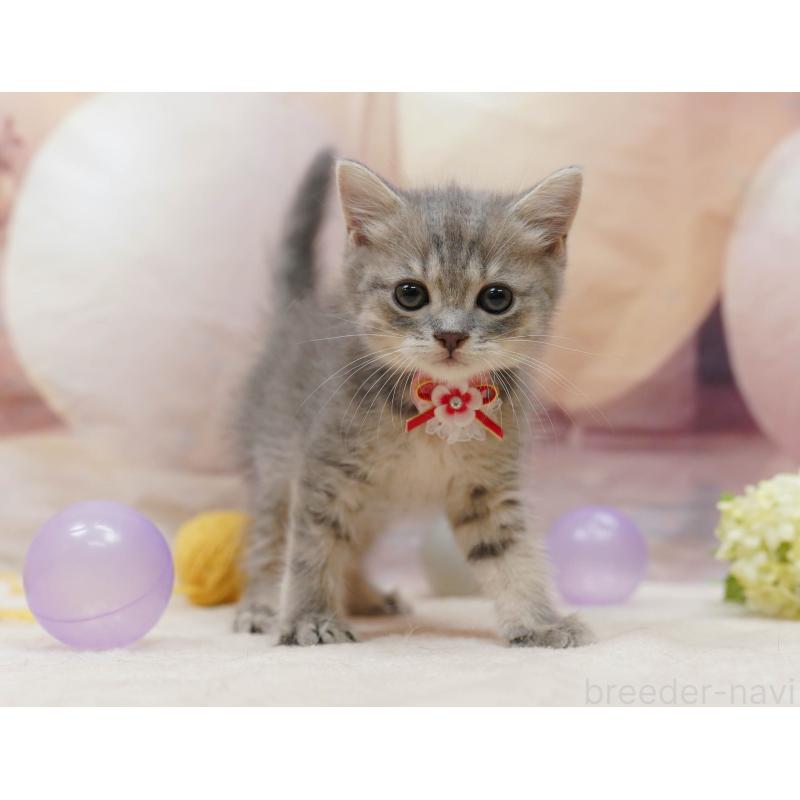 販売中の千葉県のマンチカン-133089の4枚目