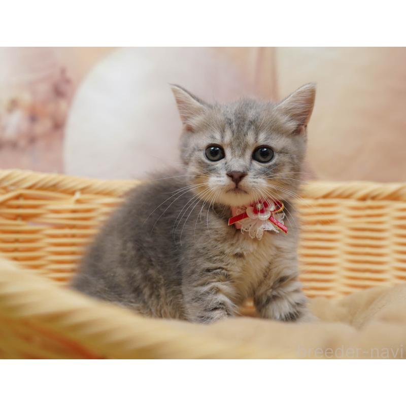 販売中の千葉県のマンチカン-133089の3枚目