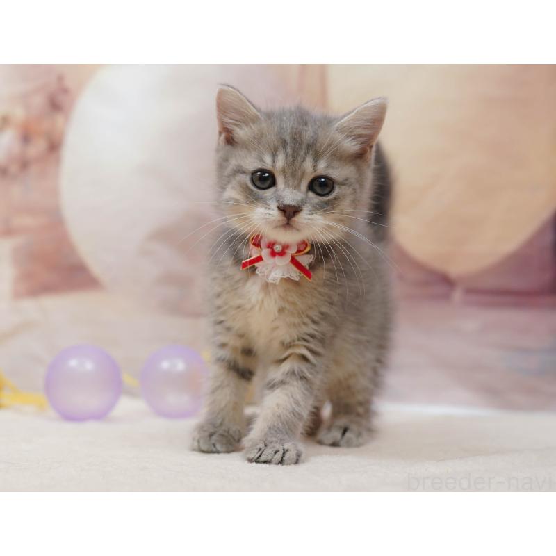 販売中の千葉県のマンチカン-133089の2枚目