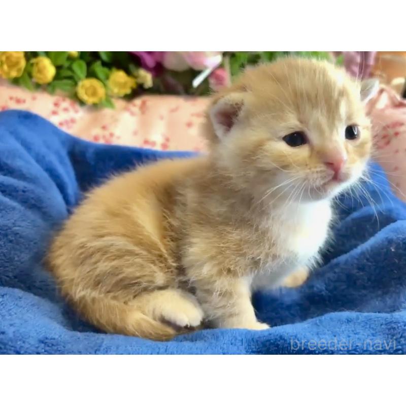 販売中の大阪府のスコティッシュフォールド(折れ耳)-133090の4枚目