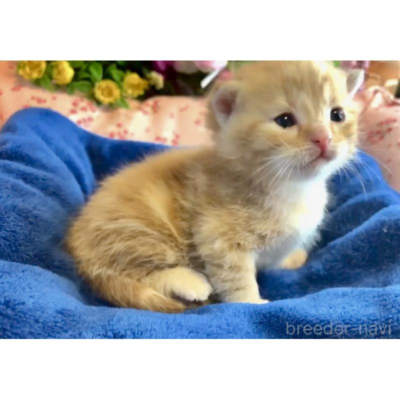 販売中の大阪府のスコティッシュフォールド(折れ耳)-133090の3枚目