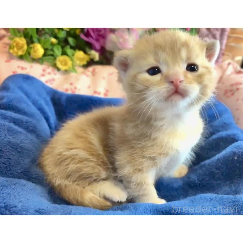 販売中の大阪府のスコティッシュフォールド(折れ耳)-133090の2枚目