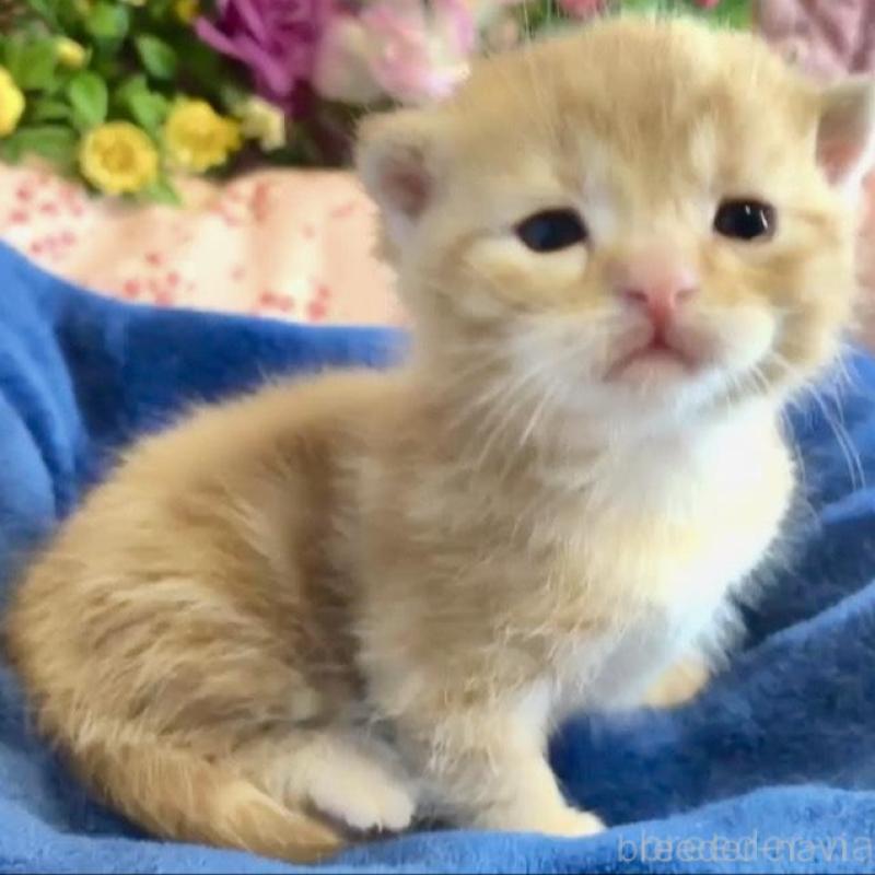 販売中の大阪府のスコティッシュフォールド(折れ耳)-133090